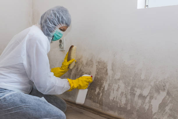 Best Industrial Mold Remediation  in Providence, RI